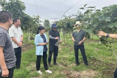 省农科院专家赴我市调研猕猴桃产业