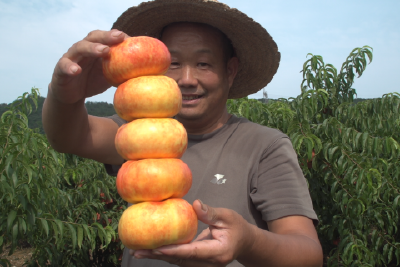 蟠桃丰收季 果农笑开颜