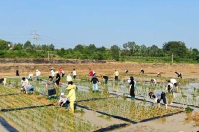 在泥土中践行“四下基层” 让青春与农耕同频共振