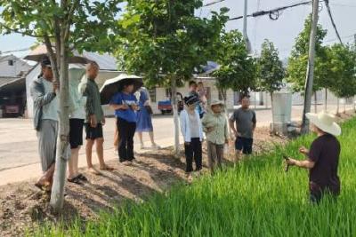 淯溪镇农业农村服务中心深入曹岗村开展水稻病虫害防控科普宣传