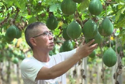 刘丰华：蹚出瓜蒌产业新路 种下增收致富“金疙瘩”