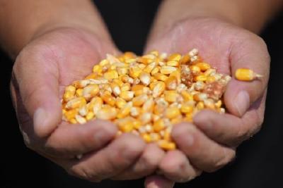 玉米熟了！我市25万亩春玉米陆续开镰
