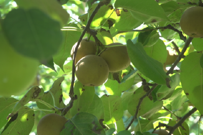 庙前镇佟湖村梨园飘香迎丰收