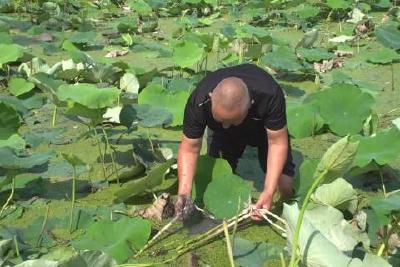 藕带迎丰收 一口脆嫩吃出夏日味道