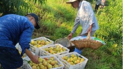 淯溪镇八景坡村黄桃喜获丰收