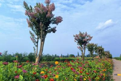 仅用20天 “散坟点”巧变“相思林”