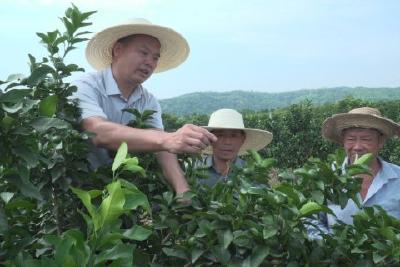 许波：让柑橘更甜 让日子更甜