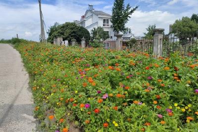 锦屏山社区玩转“植物大战‘僵尸’”获居民点赞
