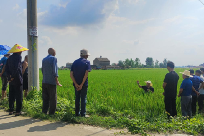 淯溪镇农技团队田间送“良方”护航水稻抽穗关键期