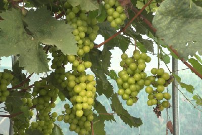 枝头葡萄串串甜 农户心头笑开颜