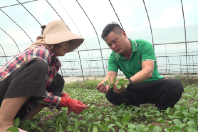 杨杰：扎根蔬菜种植路 带领群众共致富