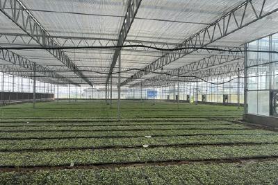 群益工厂育苗忙  抢抓时节保秋种