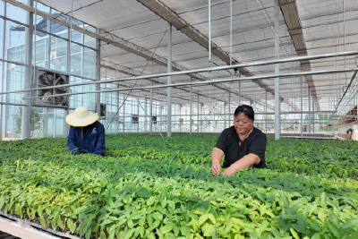 高华荣：深耕蔬菜沃野 情暖民生映初心