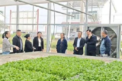 协商在一线 共谋产业兴——市政协聚焦“慈化菜”品牌重塑开展专题调研协商