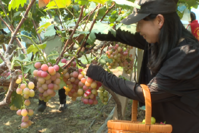 “果”“宴”共奏乡村乐章 我市打造特色农文旅体验活动