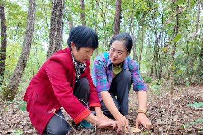 【人大在线】鲍芙蓉：扎根山乡 让“小菌子”成为富民“大产业”