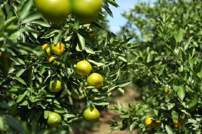 早熟柑橘抢“鲜”上市