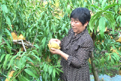 暖心帮扶促发展 冬桃满枝迎丰收