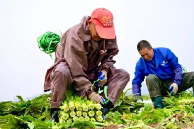 创造历史！当阳这个亿元村的秘诀