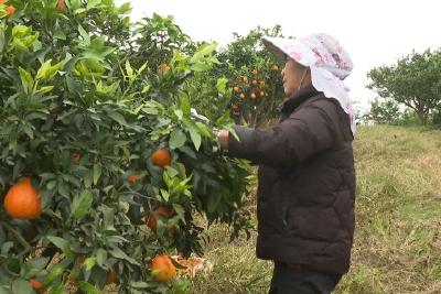 【学习贯彻党的二十届四中全会精神】王店镇泉河村柑橘品改结“金果”农户增收有奔头