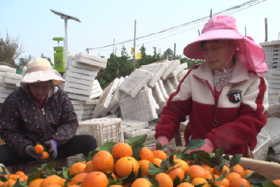 金秋砂糖橘甜蜜上市  特色产业绘就好“丰”景