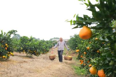 【学习贯彻党的二十届四中全会精神】标准化种出“致富果”  柑橘“甜”满振兴路