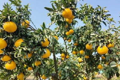 科技处方显效   “阳光一号”柑橘甜蜜亮相