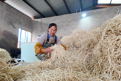 我市鱼腥草喜获丰收 全国市场占有率超四成