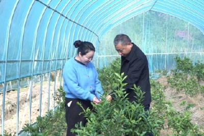 王店镇泉河村250亩精品果园投用