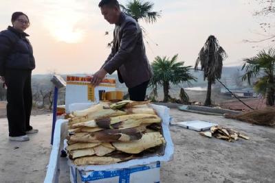 棕笋扎根当阳 特色产业再添新亮点