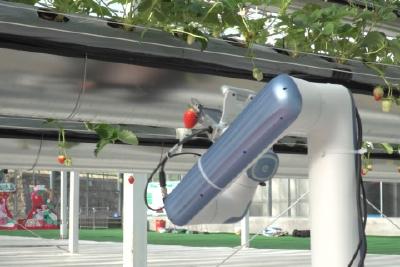 【聚力支点建设 冲刺全国百强】“机械帮手”上岗  当阳绿沃川解锁草莓“人机共摘”新模式