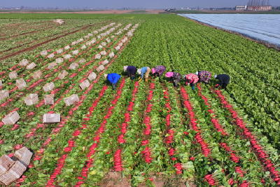 两河镇群丰村：红皮萝卜脆甜爆汁助农致富