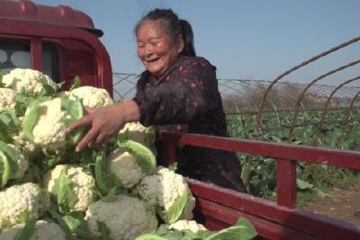 产销两旺劲头足 绿色蔬菜富乡邻