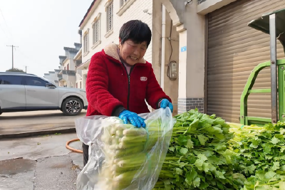 芹菜采收忙“蔬”写产业振兴新篇章