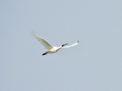 时隔四年！“国家级贵客”回当阳过年了！