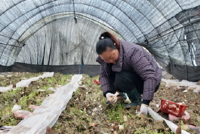 提前上市！羊肚菌抢“鲜”撞上春节档