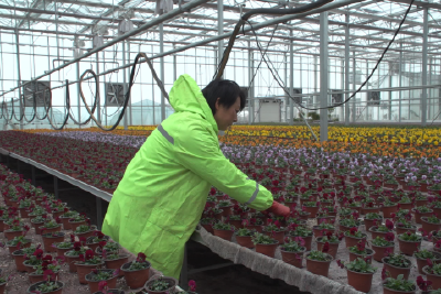 【新春走基层】智能育苗焕新生 莫家湖四季有花“开”