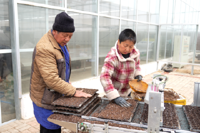 播种产业新希望 菜农大棚育苗忙