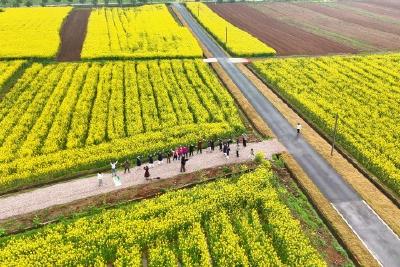 踏青赏花正当时 “春日经济”活力尽显