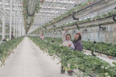 流量浇灌“空中草莓”：自媒体助农直播带来采摘热潮