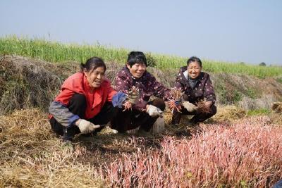 当阳春菜上新！春日鲜蔬俏市场 市民尝鲜正当时