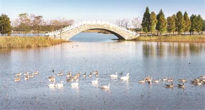 “明珠”重生记 ——宜昌三湖蝶变绘就长江生态底色