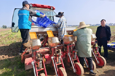 当阳：200亩高蛋白玉米开播！破解蛋白低、成本高，攻关良种良技