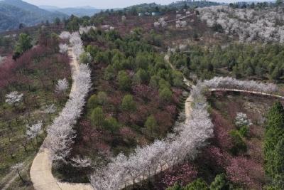 春日赏花正当时 满城繁花醉游人