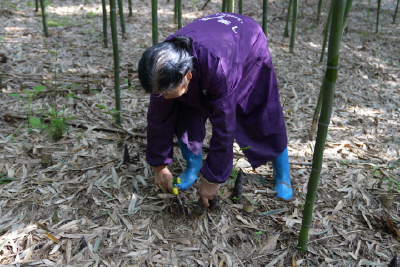 雷竹笋抢“鲜”上市　林下经济添“绿”生金