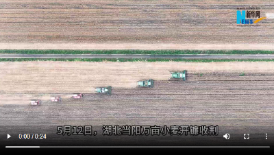 麦浪飘香 湖北当阳万亩小麦收割忙