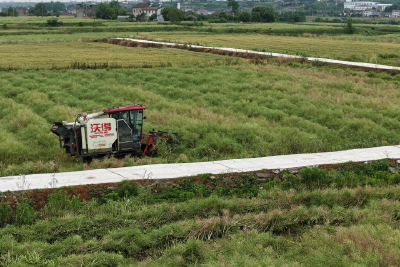 我市43.55万余亩油菜开镰  科技赋能跑出“加速度”