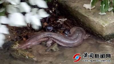 二级保护野生水生动物“娃娃鱼”误入闹市被放生