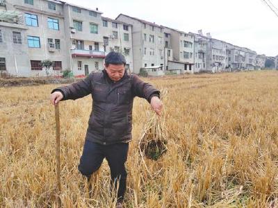 县植保站技术人员开展螟虫越冬基数调查