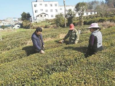 12月5日，方家咀乡农技专家来到方家咀村田间地头，指导帮助茶农实施冬管。